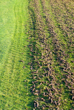 Proper lawn aeration will green up your lawn too