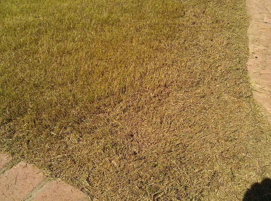 Photograph of a Lawn Being Scalped